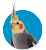Indoor Birds Indoor Birds