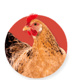 Poultry Poultry