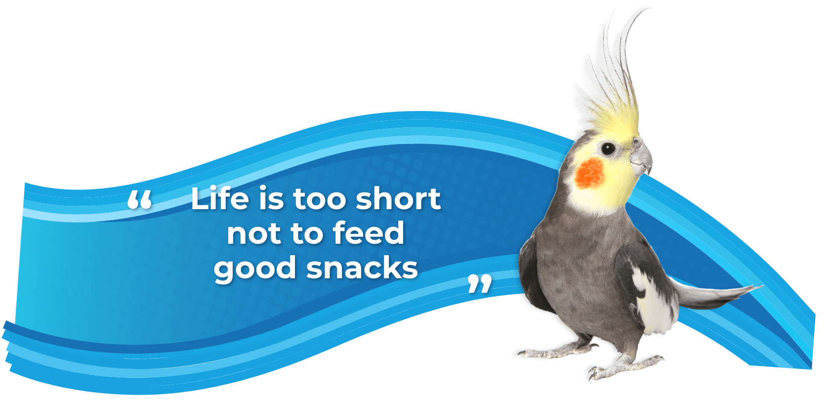 Seeds & Snacks Seeds & Snacks