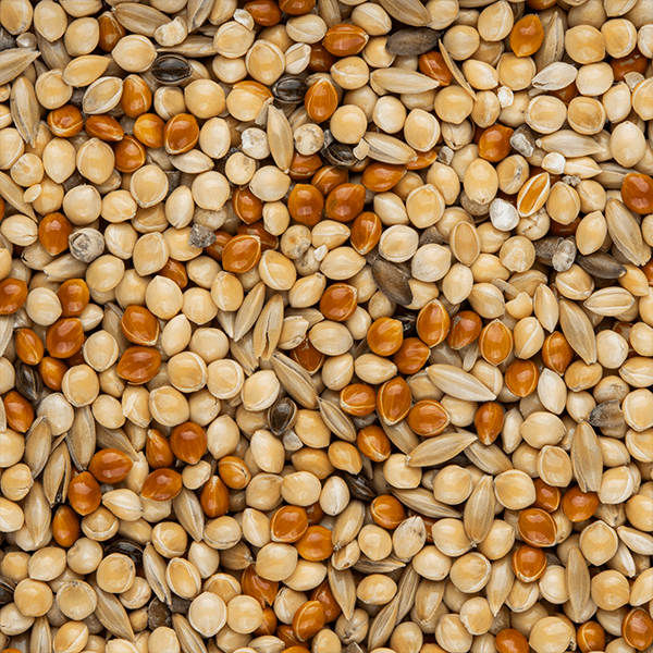 Canary Seed