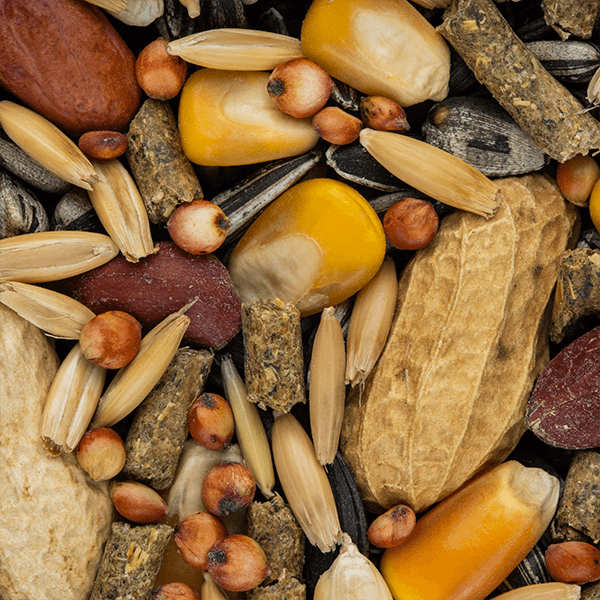 Hamster Food