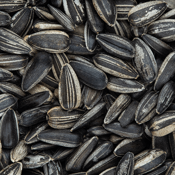 Striped Sunflower Seeds
