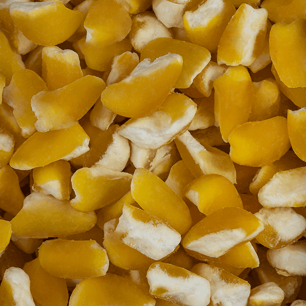 Samp (Yellow)